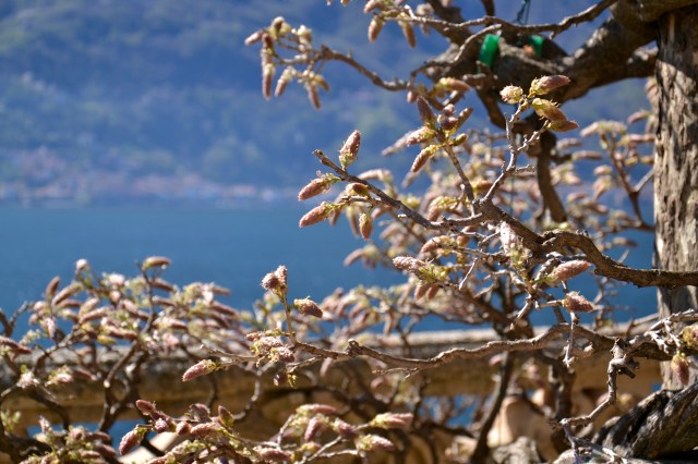 Villa del Balbianello, flora