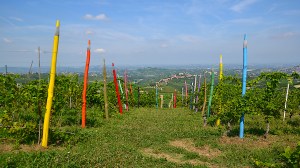 vigna-dei-pastelli-coazzolo