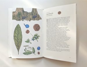 il_giro_del_mondo_in_80_alberi_dettagli