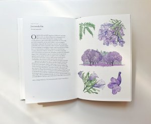 il_giro_del_mondo_in_80_alberi_dettagli