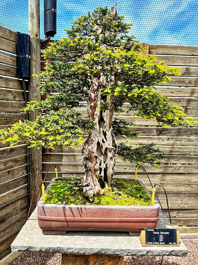 jardi_botanic_bonsai